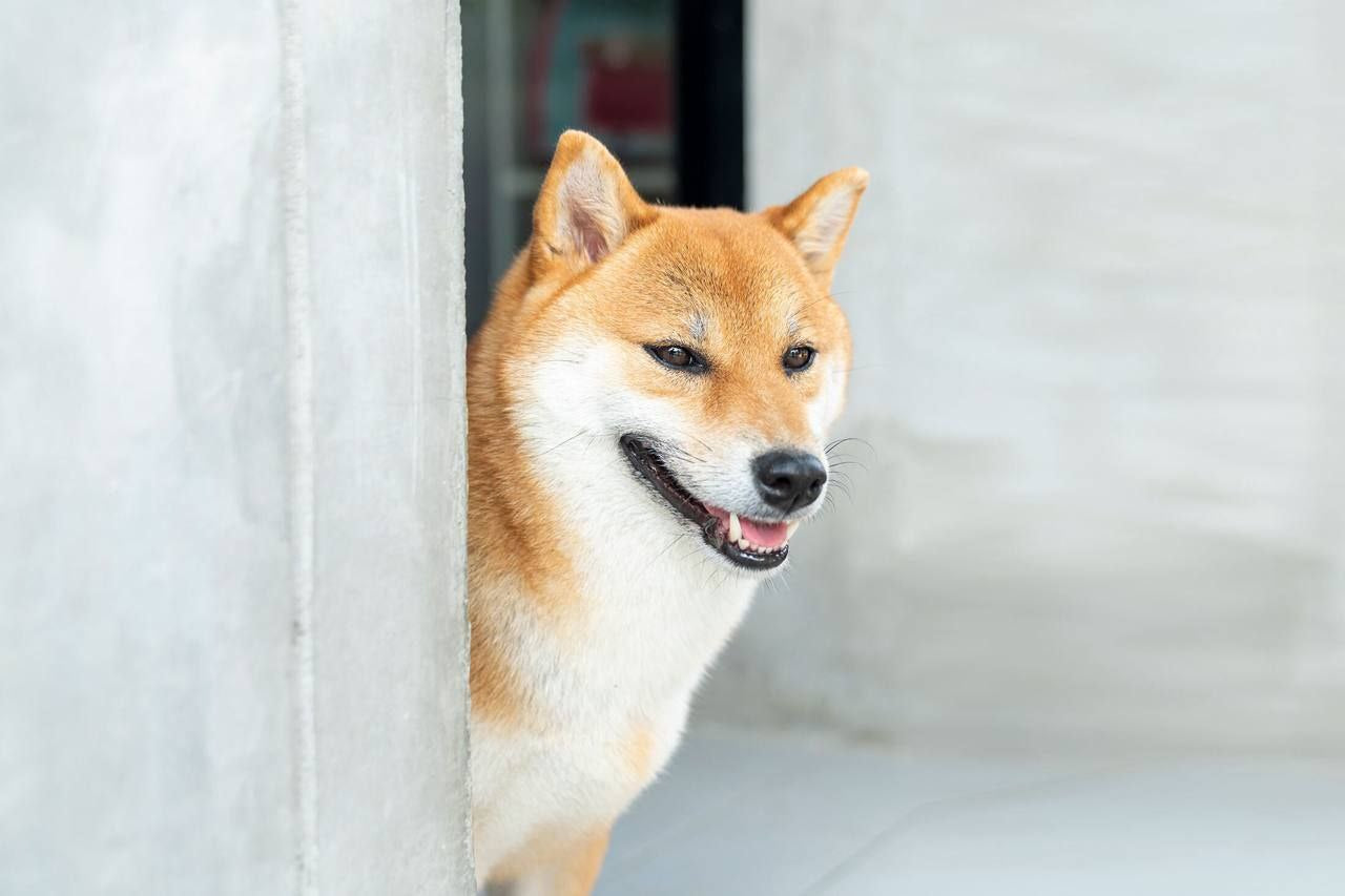 Shiba Inu hat 12 Millionen US-Dollar für seine neue Blockchain gesammelt